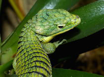 Abronia graminea (schmaler Augenring)